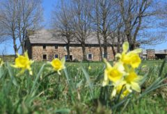 Gîte  - Extérieur - Redonde jonquilles